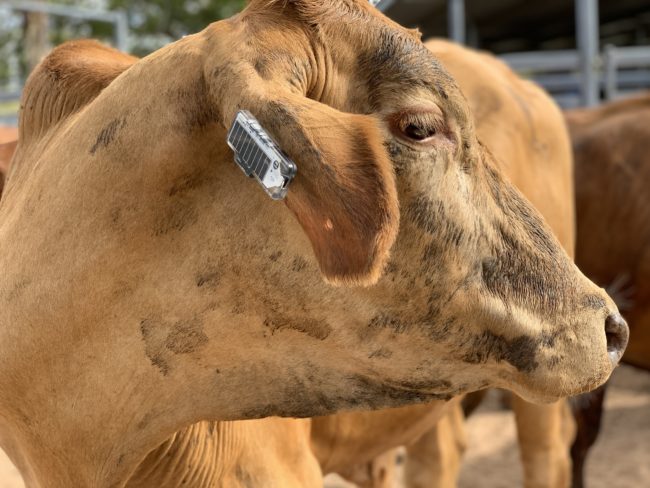 CSIRO-Ceres-Tag-ear-tag-in-action