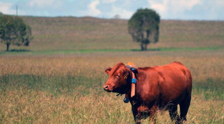 Image for Agersens raises $14.75 million to develop IoT agri-tech market