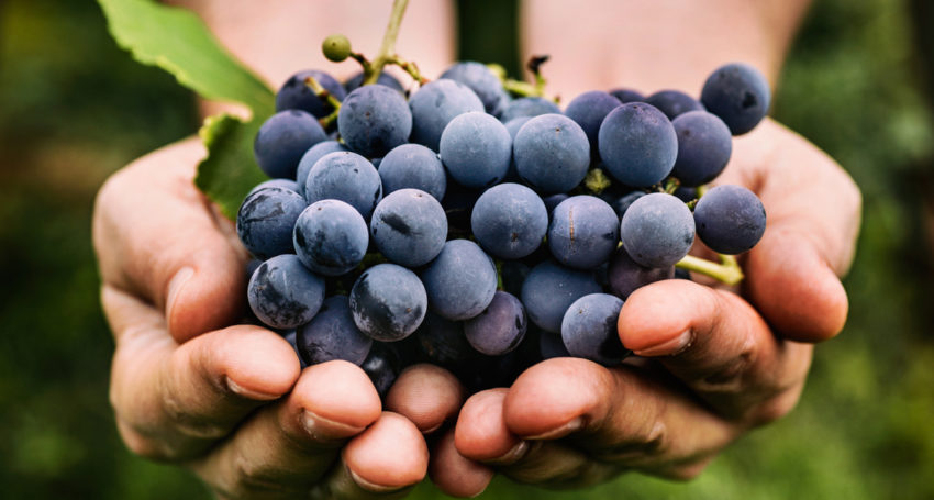 GrapesJuice-850×455
