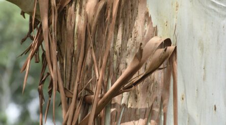 Image for Researchers make graphene from gum tree bark