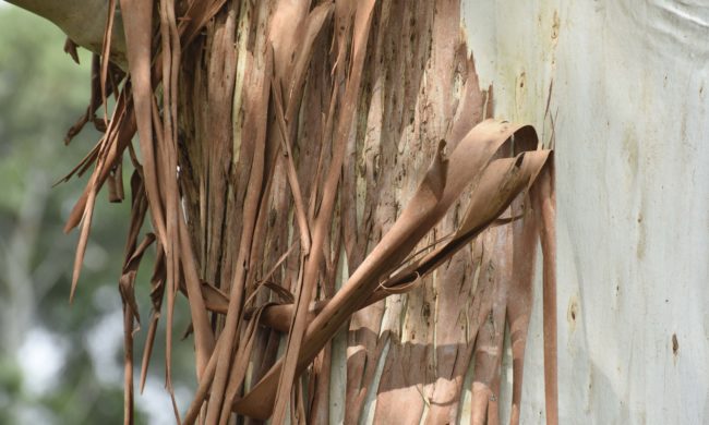 bark pattern effects