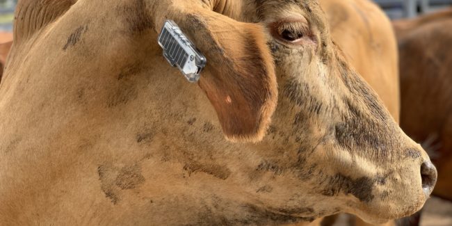 CSIRO-Ceres-Tag-ear-tag-in-action-4032×2016