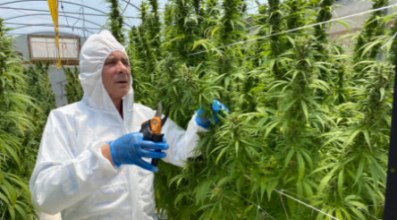 Image for THC Global begins cannabis harvest, plans medicinal manufacture