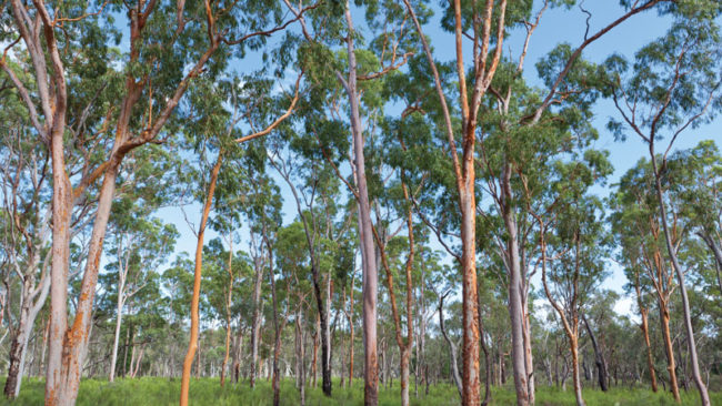 pilliga-forest