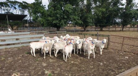 Image for eSAT Global to provide global connectivity for Smart Paddock’s cattle tags