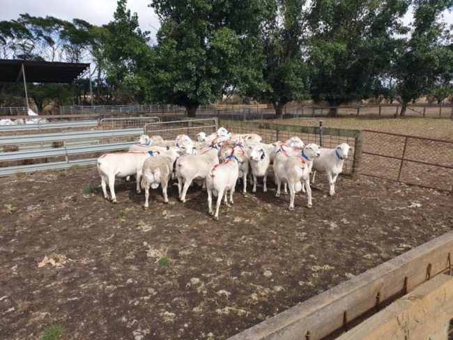 Sheep-1024×768