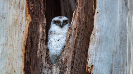 Image for Urban owls are losing their homes. So we’re 3D printing them new ones