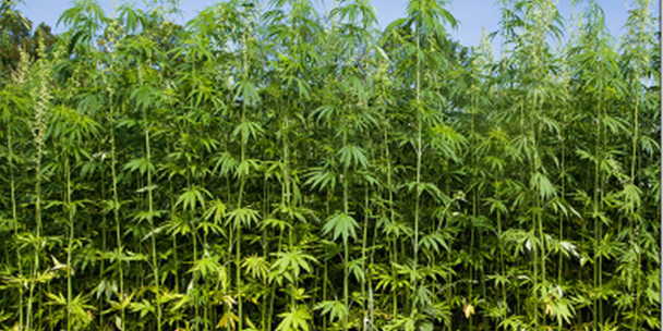 hemp-from-Univ-of-Ky-publication-608×304