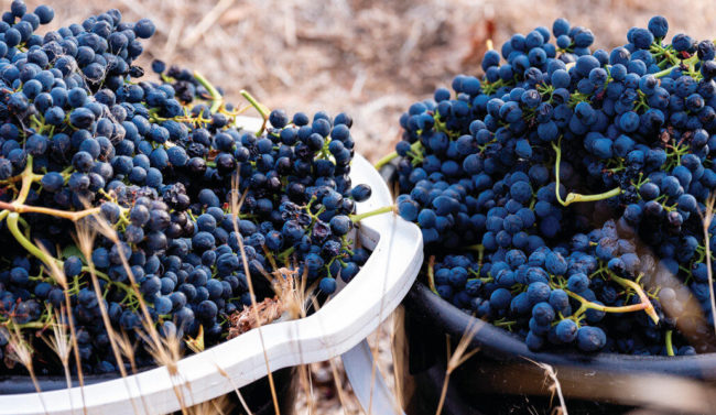 Red-grapes-in-bucket-1900