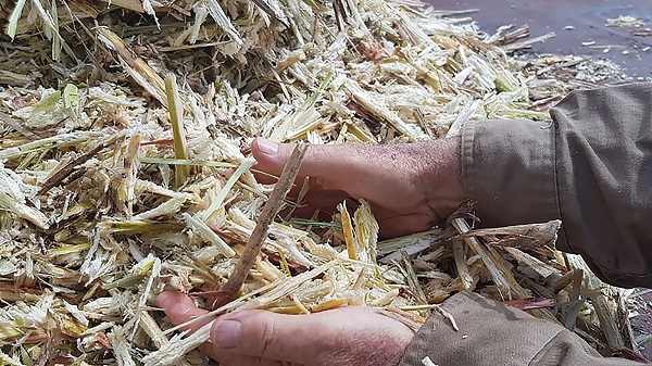Sugarcane-Fibre-Raw-Material-v2-2-1536×865