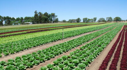 Image for Incitec research shows reduced GHG emissions from fertiliser combination