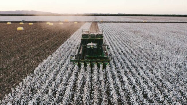 Kimberley-Cotton-2022a-Web