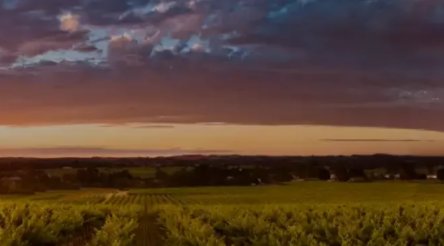 Image for Treasury Wines accelerates premiumisation, closes Victorian winery
