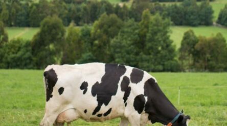 Image for Gippsland dairy farms not managing effluent, says EPA
