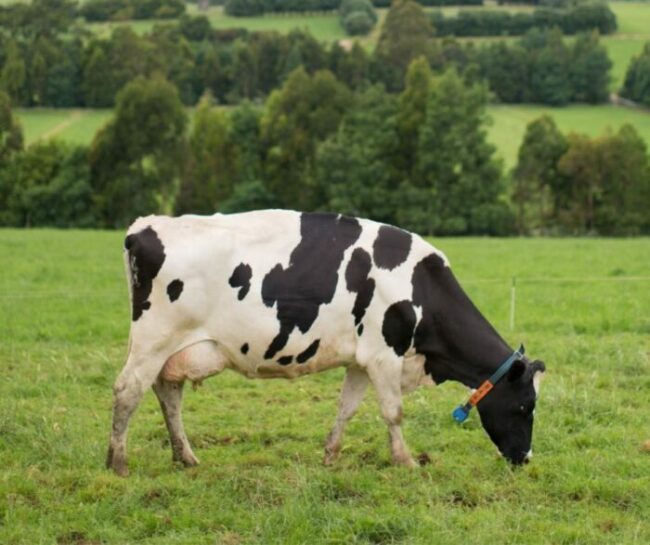 Dairy-cow-DFMP-page