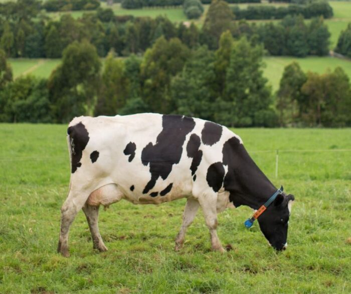 Dairy-cow-DFMP-page