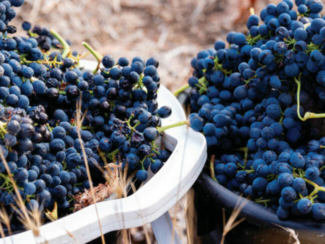 Red-grapes-in-bucket-1900-e1625529127295-1030×515-1-1200×900-c-default
