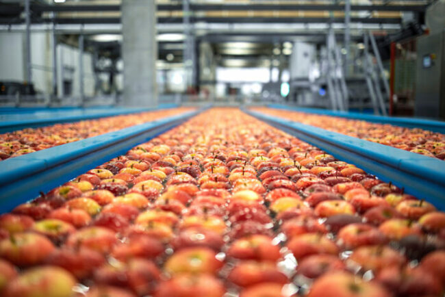 Food processing plant interior with apples floating in water tan