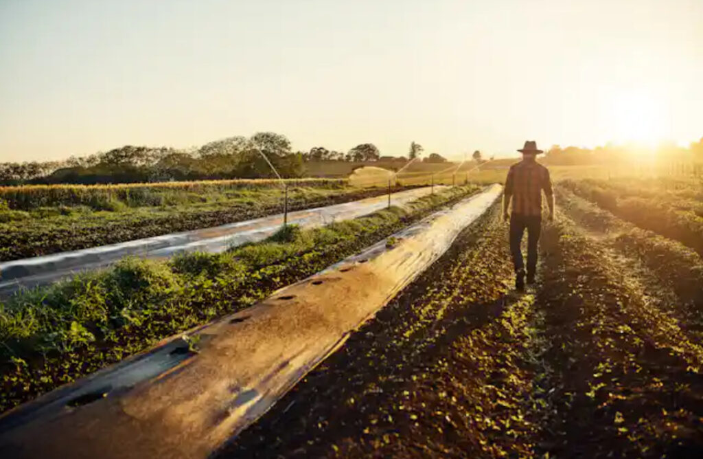 Food has a climate problem: Nitrous oxide emissions are accelerating with growing demand for fertiliser and meat – but there are solutions