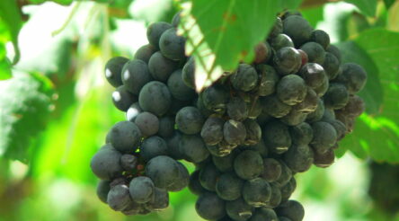 Image for State, federal governments to develop $2.5 million SA Wine Recovery Program