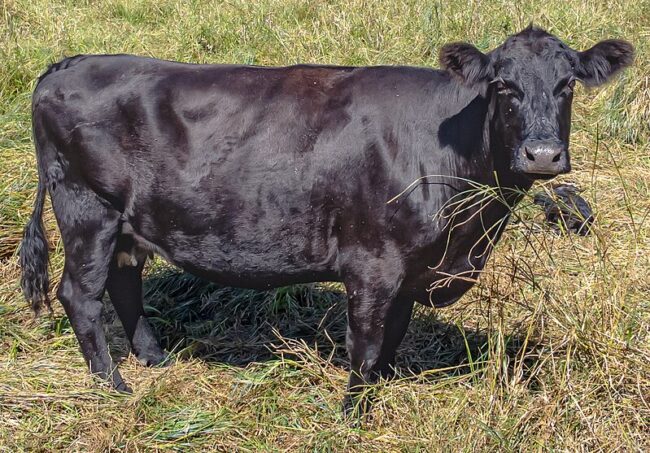 Black_angus_cattle_2