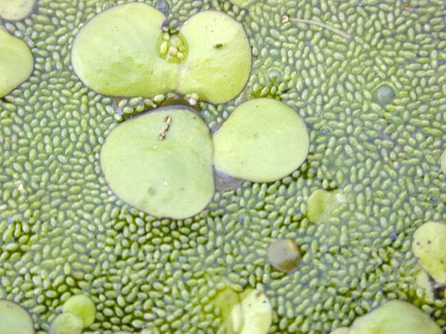 800px-Duckweeds