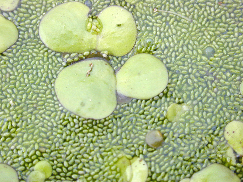 Researchers combine dung and duckweed in search of affordable biofuels