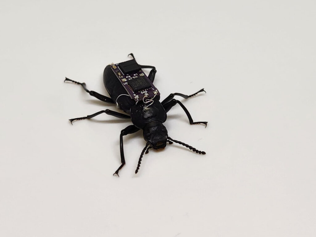 'Cyborg' beetles could revolutionise urban search and rescue